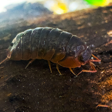 Sinodillo Sp. Vietnam